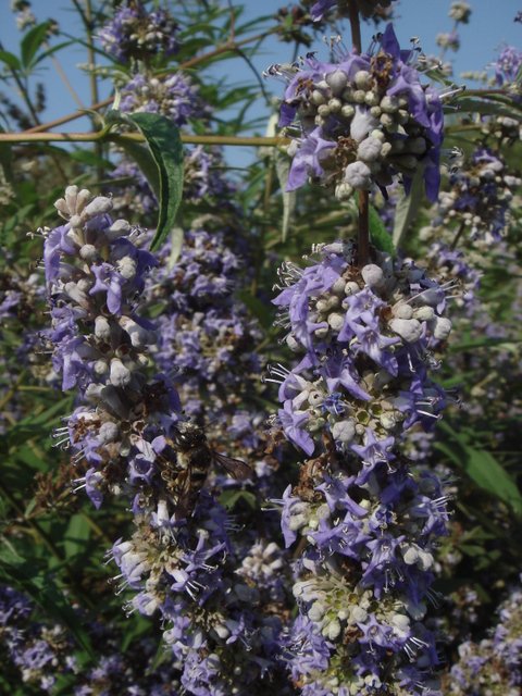 Vitex agnus-castus detail fleur